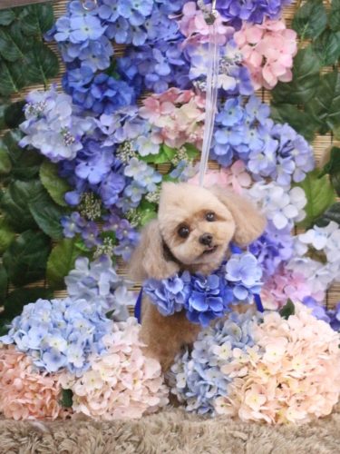 20250626バーディーくん